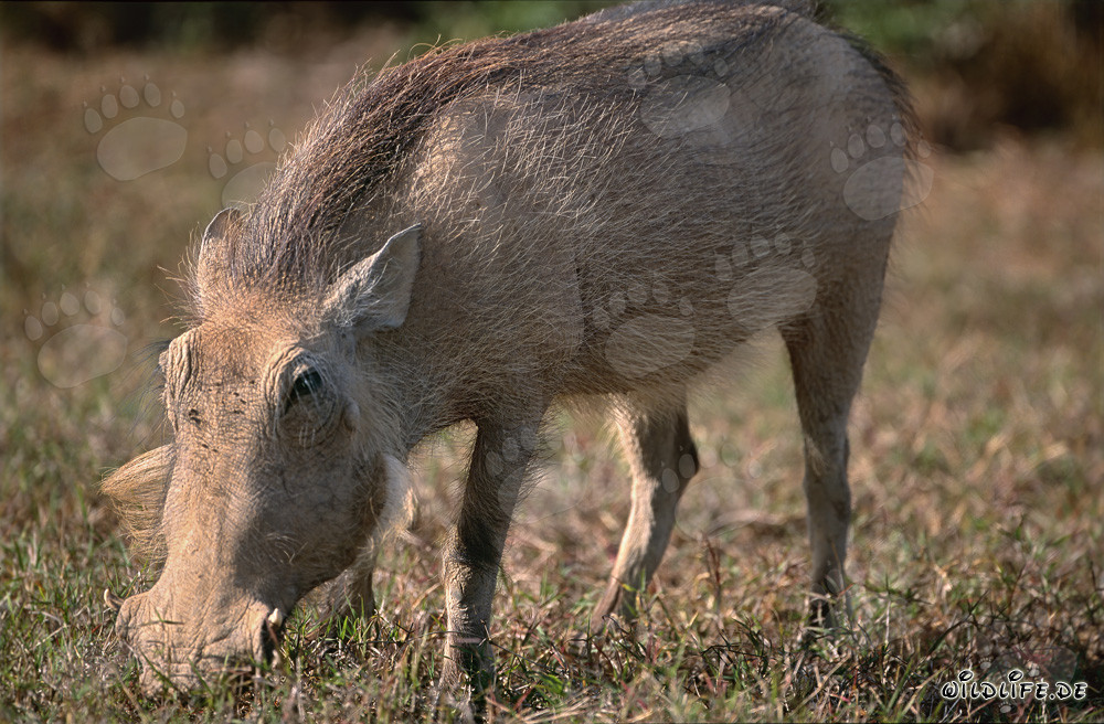Un jabalí busca hierbas en el Parque Nacional de los Elefantes de Addo