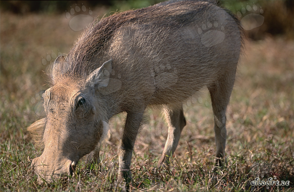 A warthog looking for grass in Addo Elephant National Park