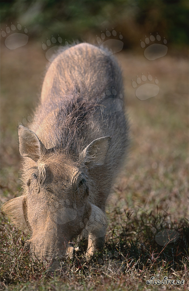 Cinghiale imponente circondato da erba succulenta nel Parco Nazionale degli Elefanti di Addo, Sudafrica