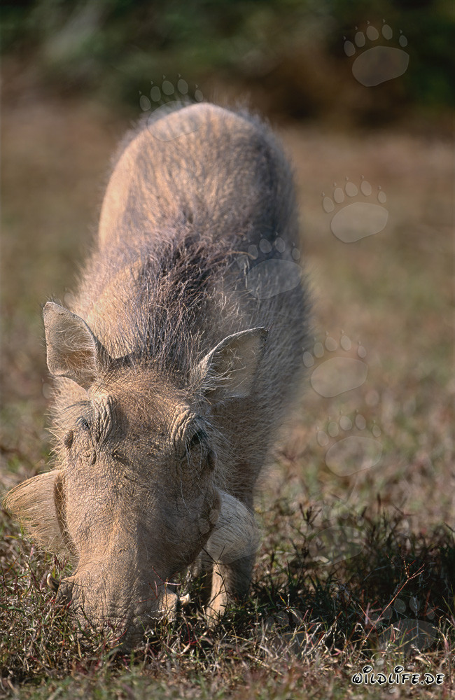 Impressive warthog surrounded by lush grass in Addo Elephant National Park, South Africa