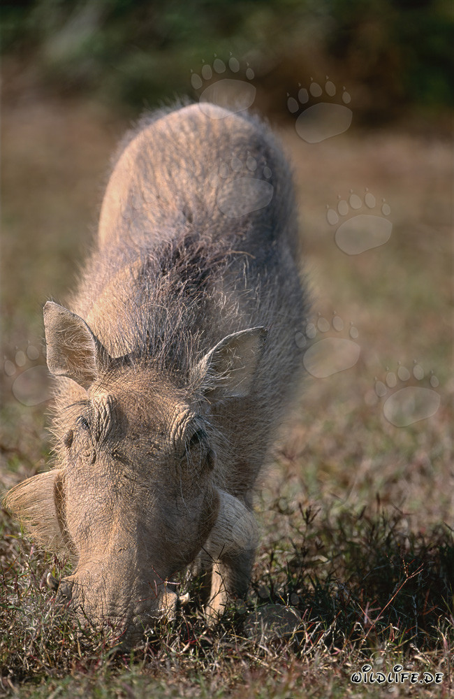 Warzenschwein