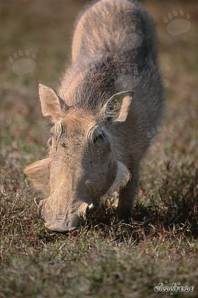 A warthog enjoys the warm sun in Addo Elephant National Park