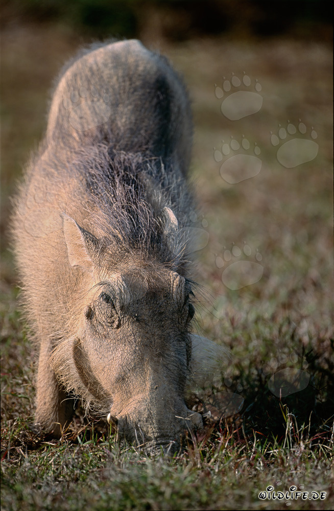 Fascinating warthog amidst colorful grasses