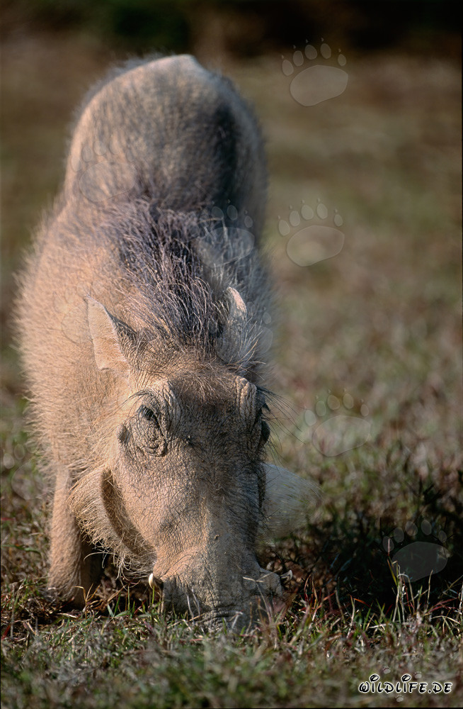 Warzenschwein