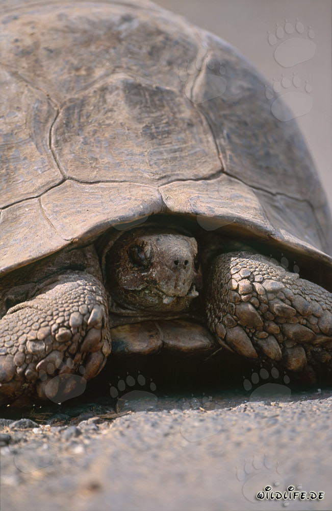 Landschildkröte in ihrer natürlichen Umgebung im Addo Elephant Nationalpark, Südafrika