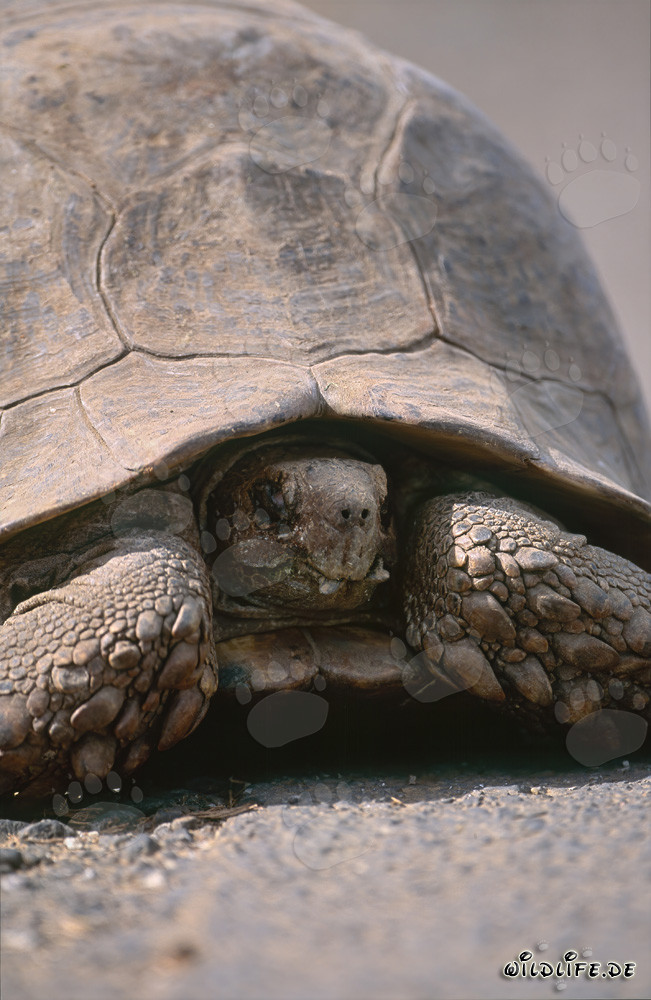 Tortoise in its natural habitat in Addo Elephant National Park, South Africa