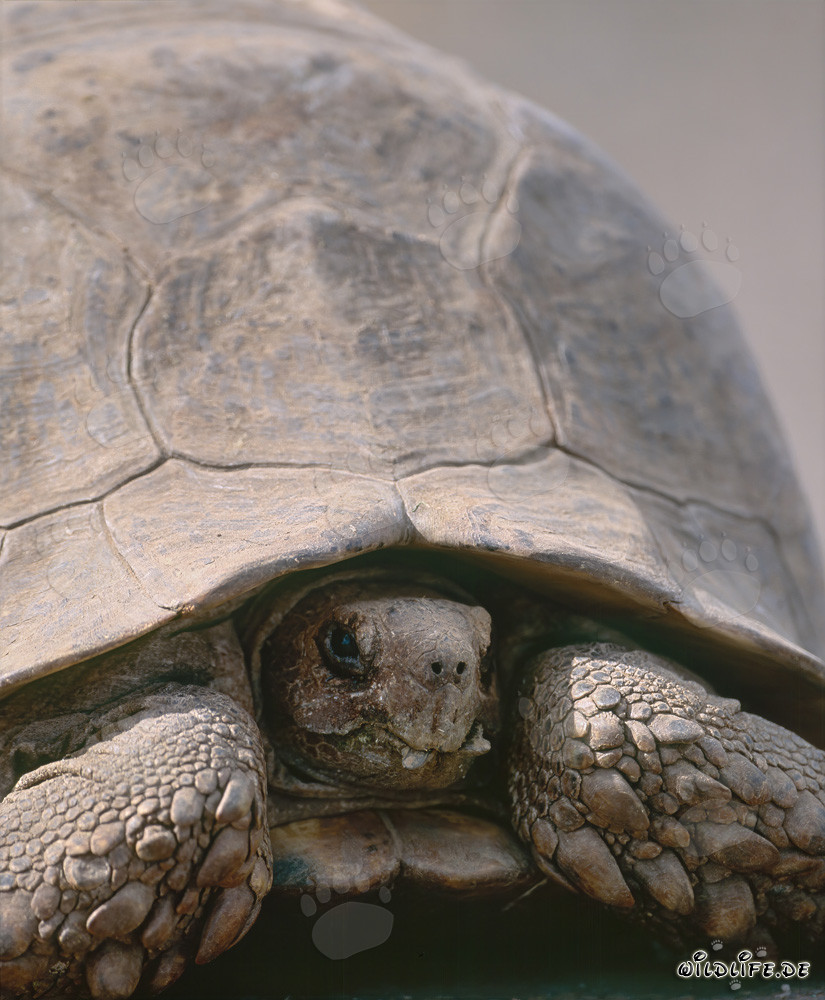 Tortoise in the picturesque Addo Elephant National Park in South Africa