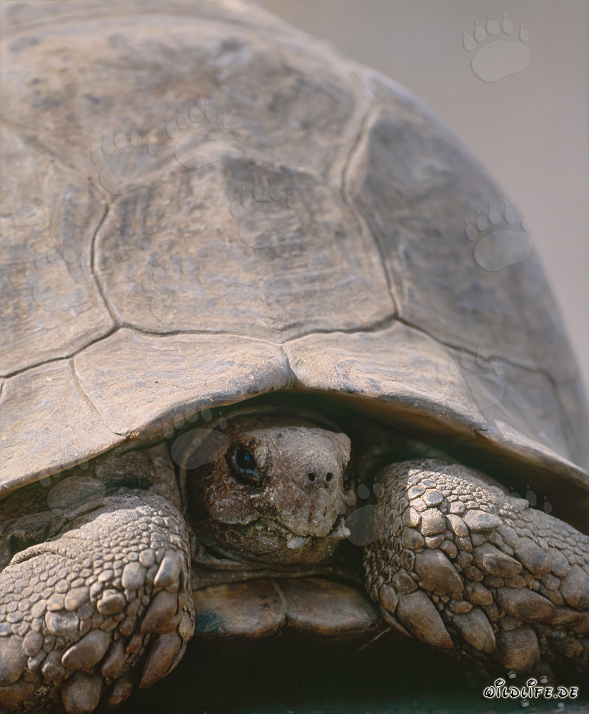 Tortue terrestre dans le pittoresque parc national des éléphants d'Addo en Afrique du Sud