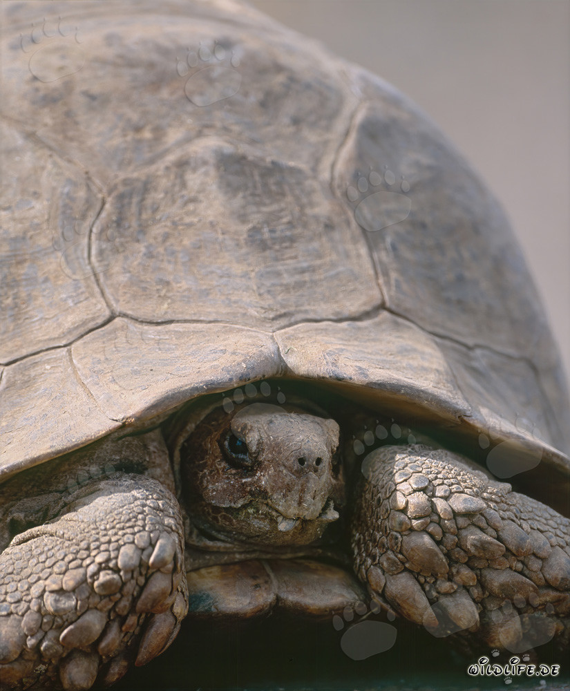Tortuga terrestre en el pintoresco Parque Nacional de los Elefantes de Addo en Sudáfrica