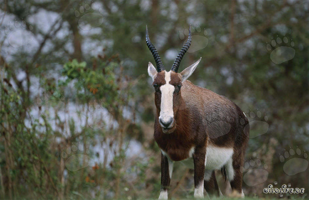 Attentive Bontebok in the Morning Sun