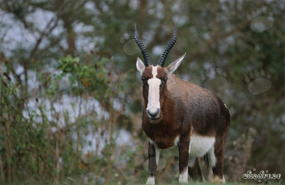 Aufmerksamer Buntbock in der Morgensonne