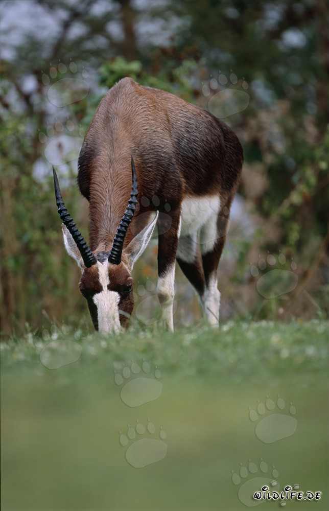 Búbalo majestuoso en un prado exuberante