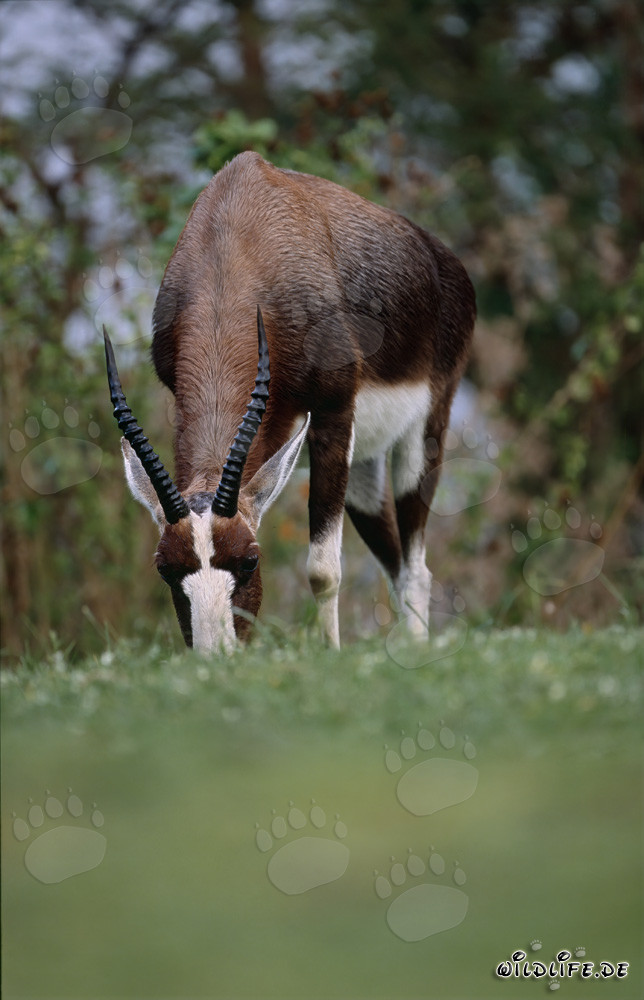 Majestätischer Buntbock auf einer saftigen Wiese