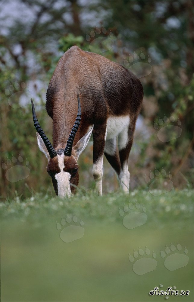 Majestic Bontebok on a lush meadow