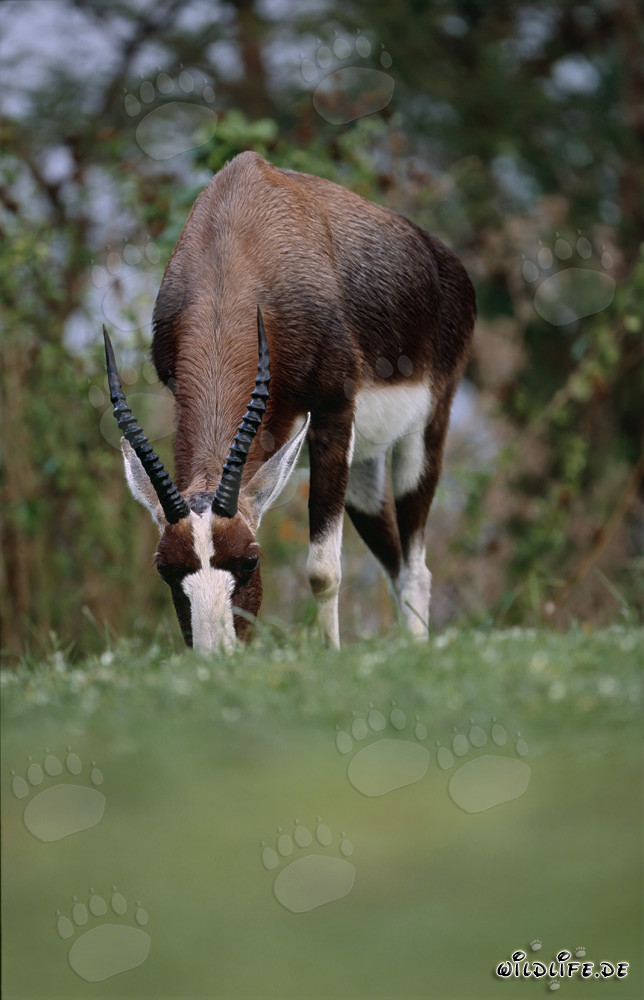 Bubale majestueux sur un pré luxuriant