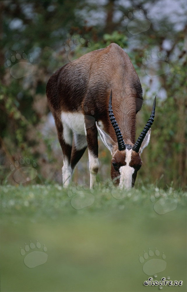 Buntbock - Antilope maestosa nella natura