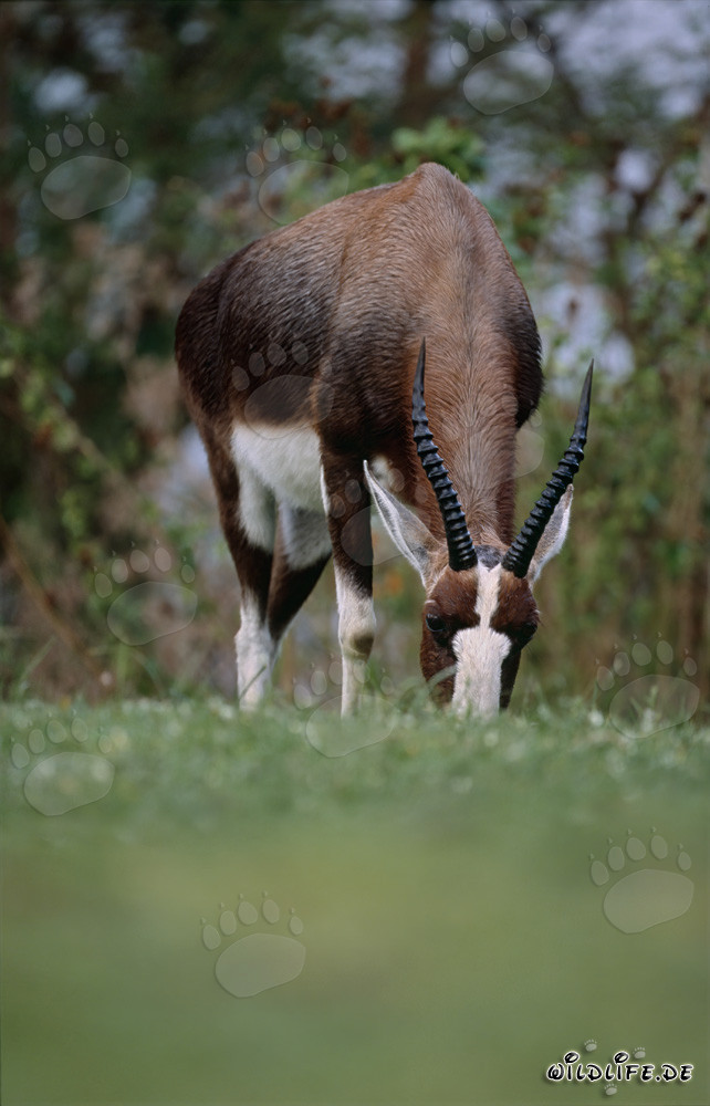 Buntbock - Antilope majestueuse dans la nature