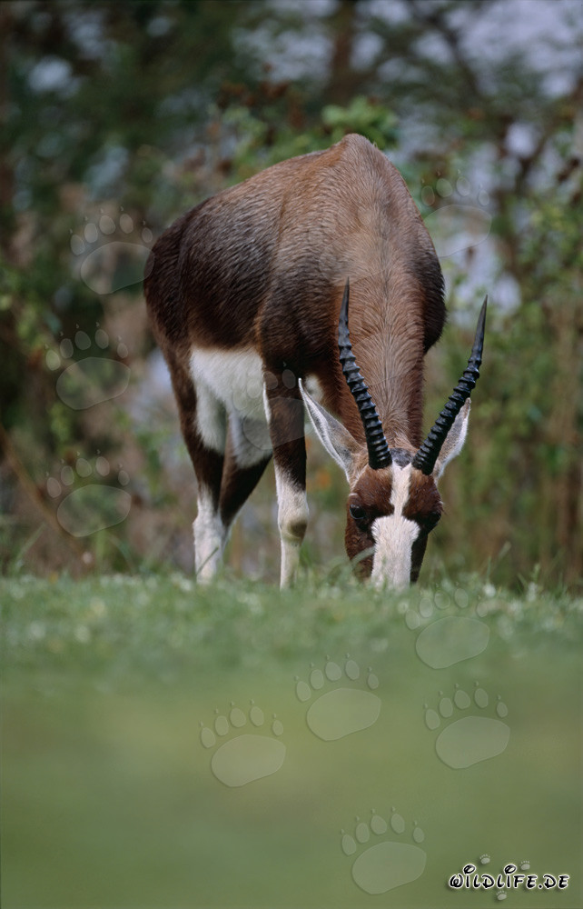 Buntbock - Antílope majestuosa en la naturaleza