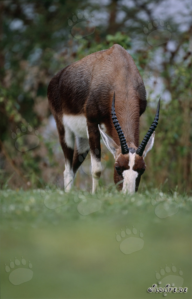 Buntbock - Majestätische Antilope in der Natur