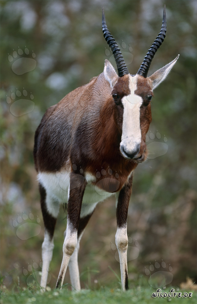 Impressionnant Blesbok dans la savane africaine