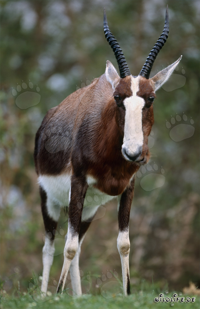 Impresionante Blesbok en la sabana africana