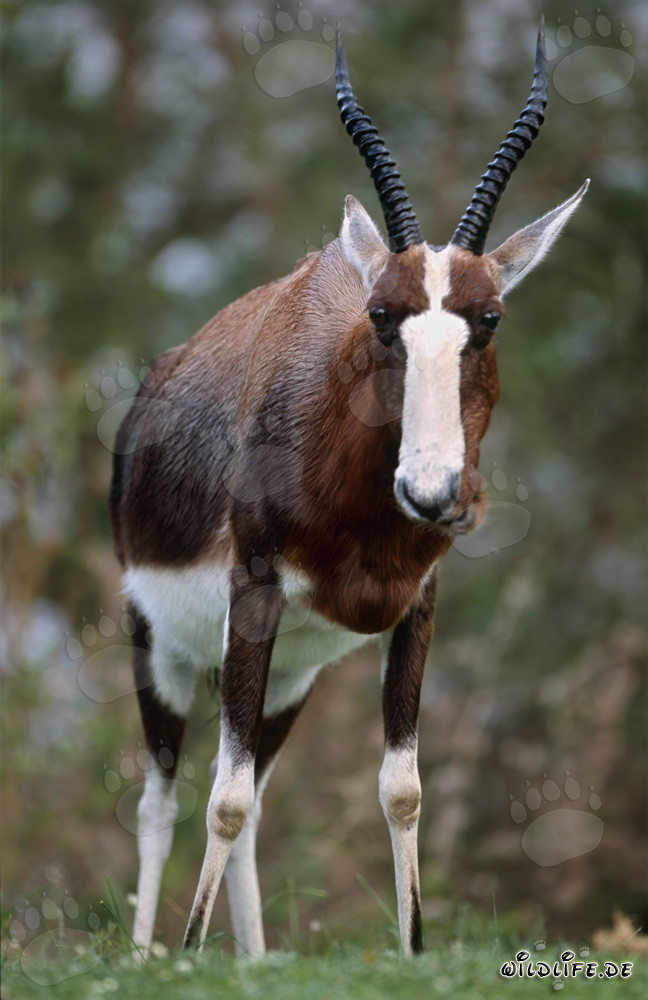Affascinante Blesbok nella savana africana