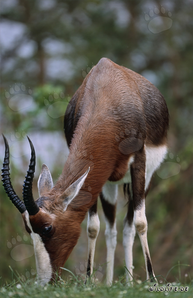 Bontebok, an endangered antelope species, eats fresh grass