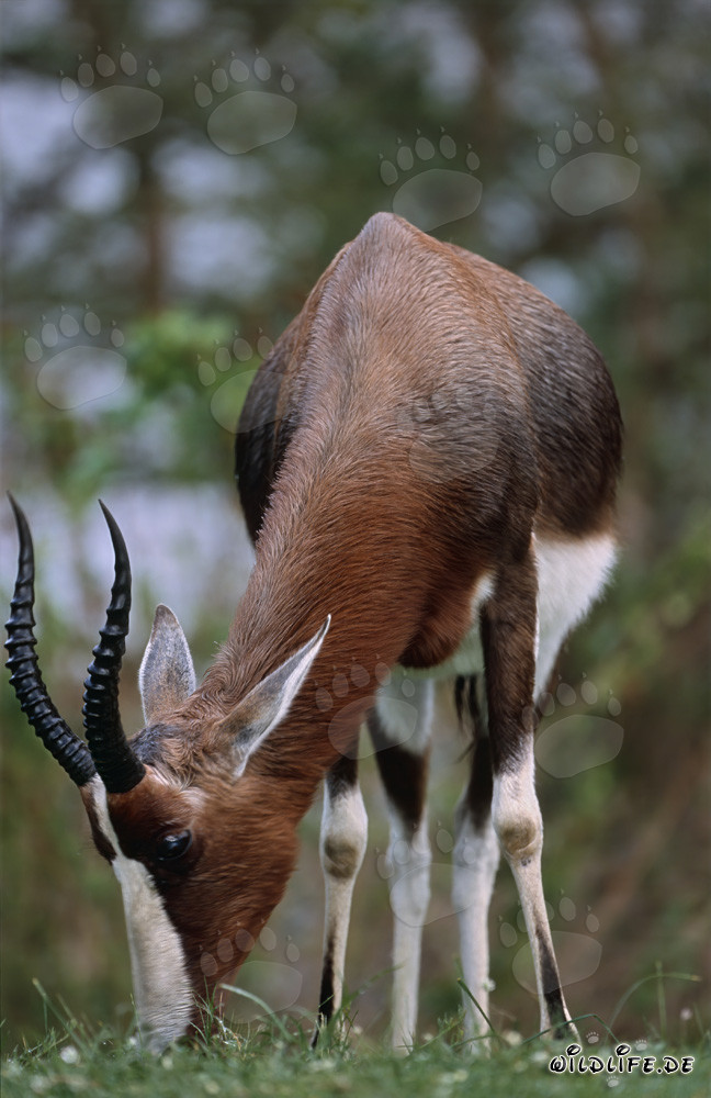 Buntbock, une espèce d'antilope en danger, se nourrit d'herbe fraîche