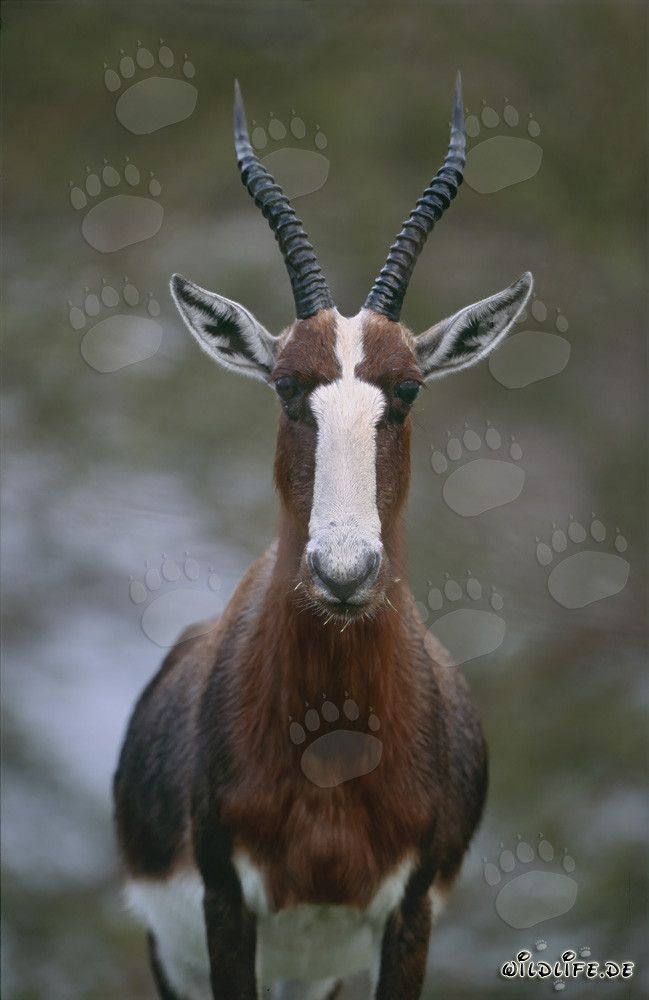 Bontebok altamente concentrato osserva il suo ambiente