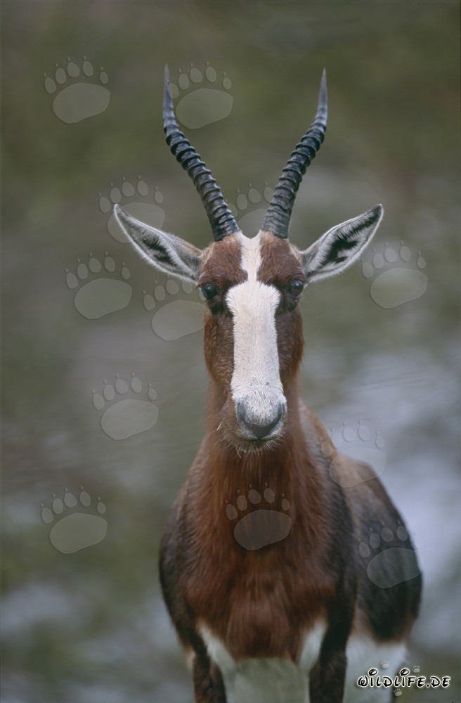 Bontebok - Majestic Antelope of the South African Savannah