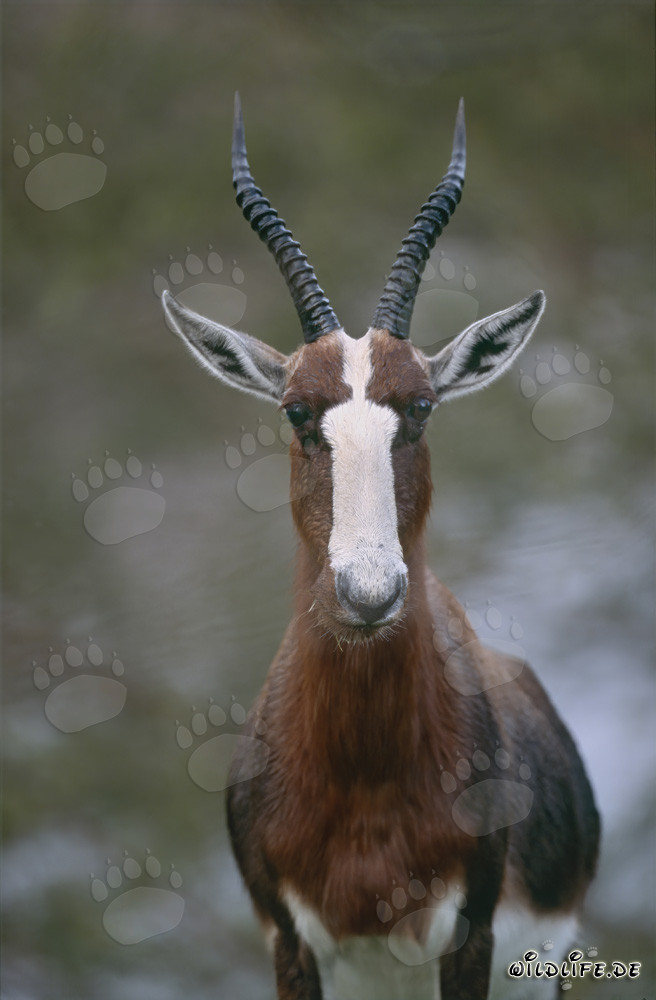 Buntbock - Maestosa antilope della savana sudafricana