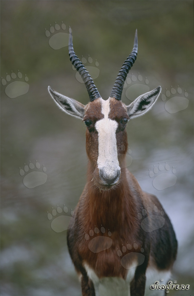 Buntbock - Majestätische Antilope der südafrikanischen Savanne