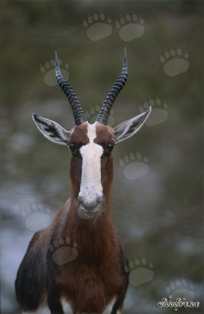Bontebok observes with big eyes