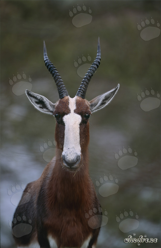 Buntbock beobachtet mit großen Augen