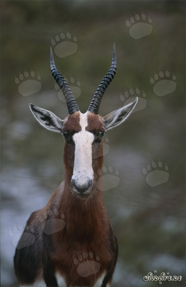 Buntbock observado con grandes ojos