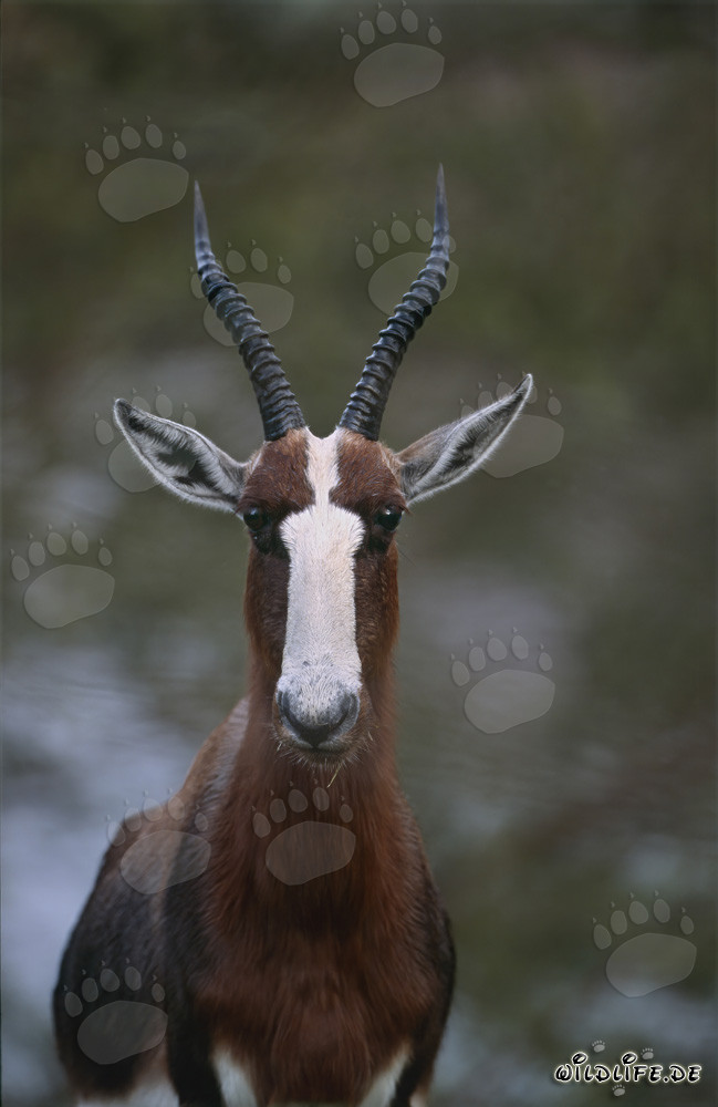Buntbock observé avec de grands yeux