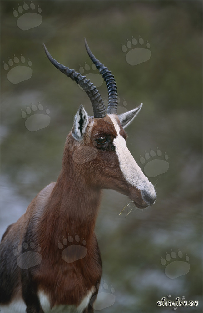 Portrait fascinant d'un bontebok