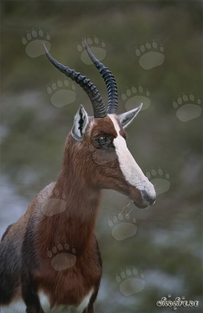 Retrato fascinante de un bontebok