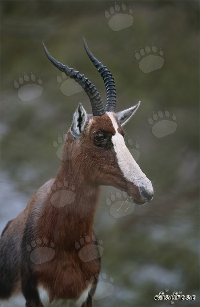 Ritratto affascinante di un bontebok