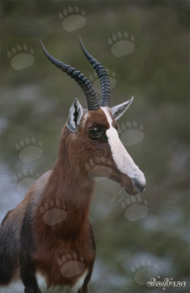 Faszinierendes Portrait eines Buntbocks