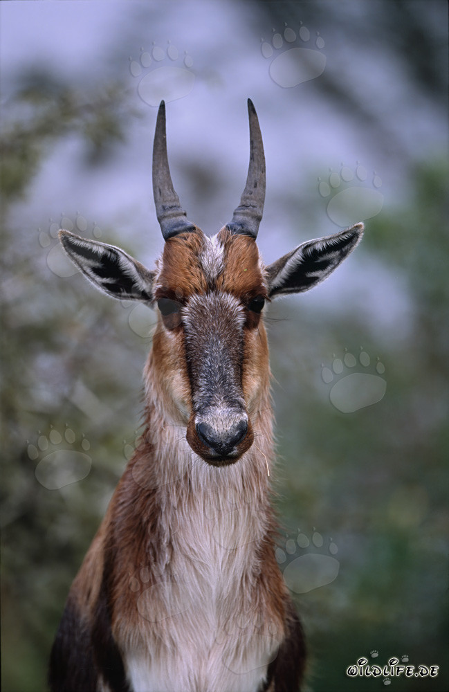 Retrato impresionante de un blesbok