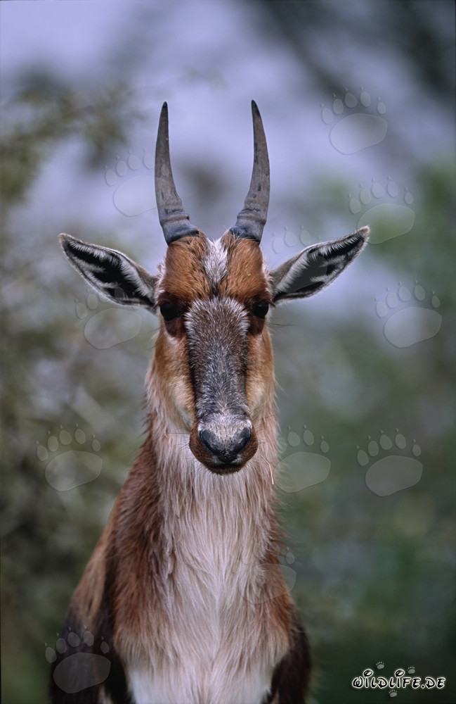 Ritratto impressionante di un blesbok