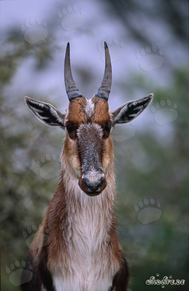 Impressive portrait of a Bontebok