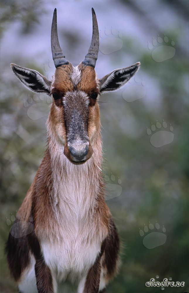 Portrait imposant d'un blesbok