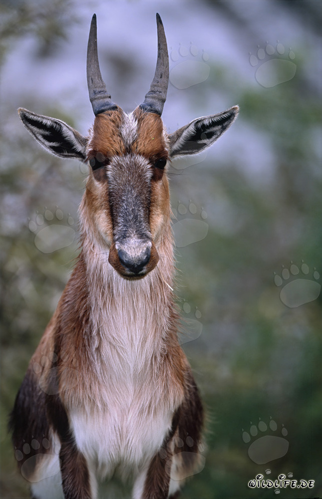 Retrato imponente de un blesbok