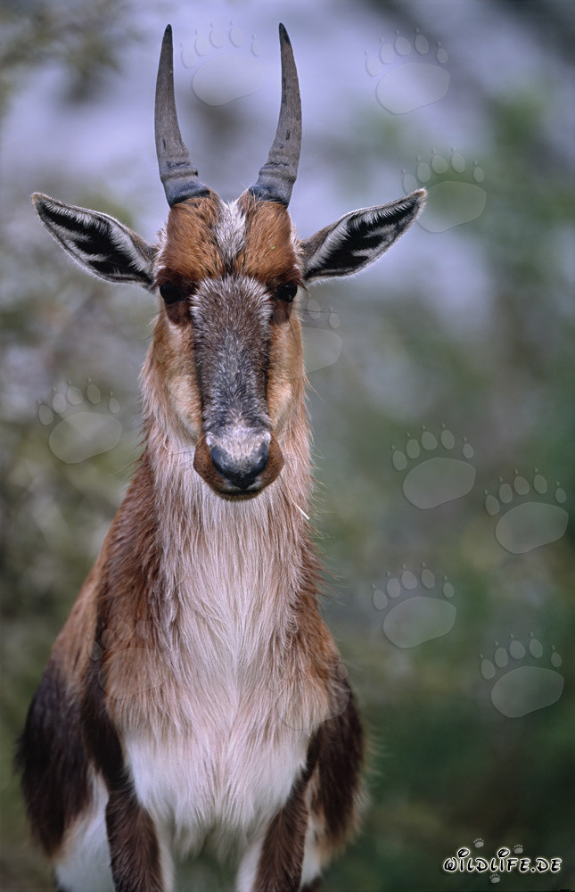 Impressive portrait of a Bontebok