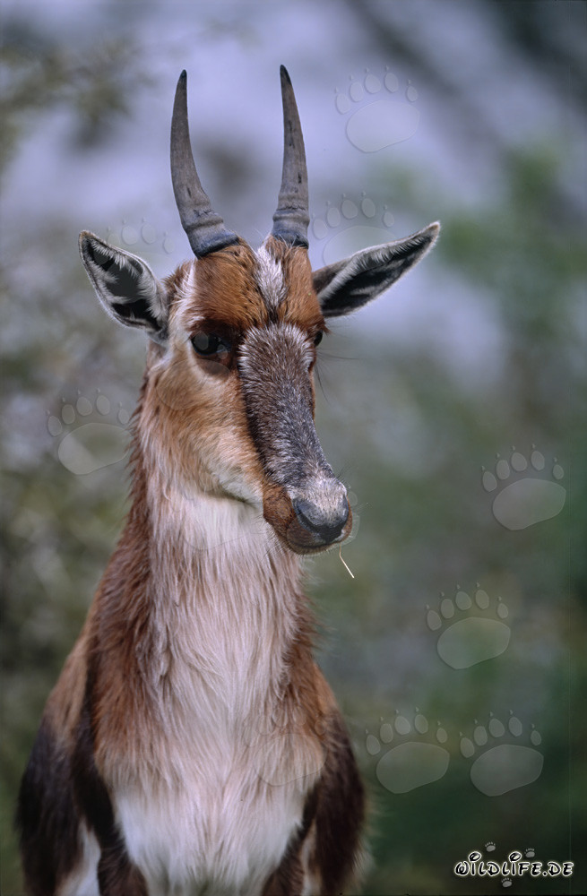 Imponente ritratto di un blesbok