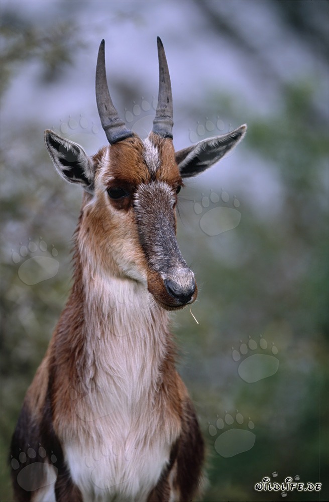 Portrait imposant d'un blesbok