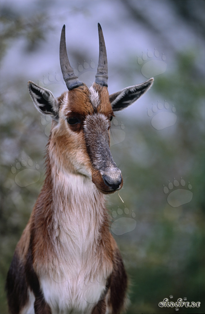 Retrato imponente de un blesbok