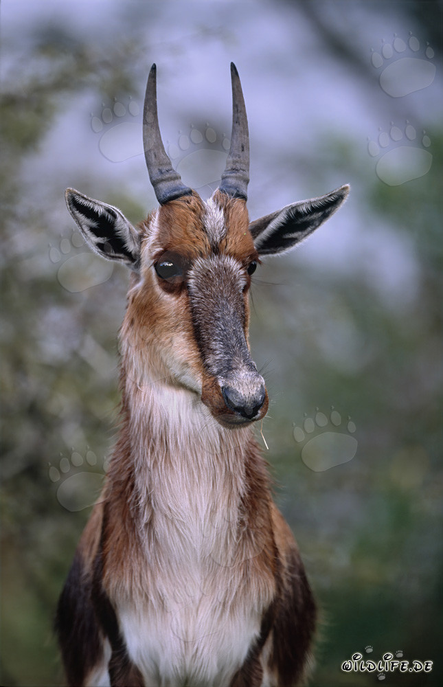 Remarkable Portrait of a Bontebok